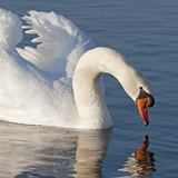 Swans